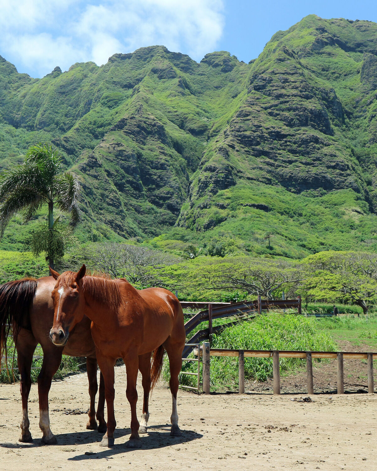 クアロア・ランチ 乗馬体験
