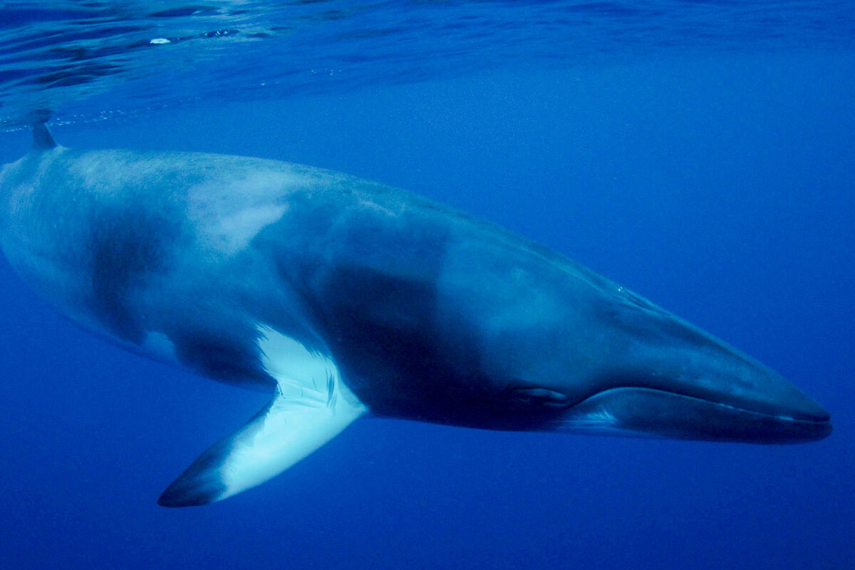 期間限定のリボンリーフダイビング