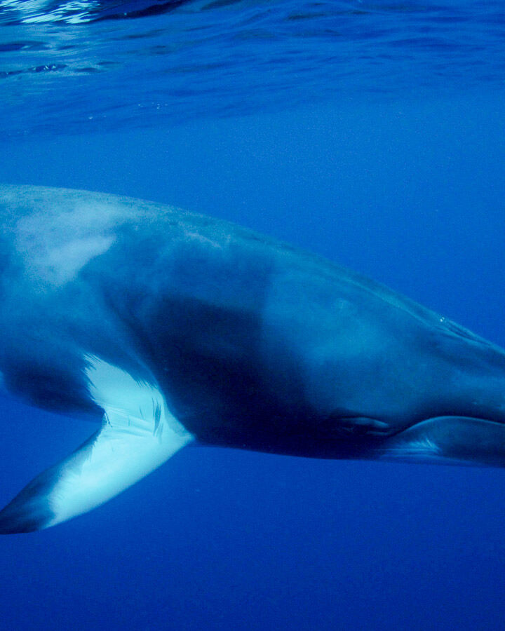 期間限定のリボンリーフダイビング