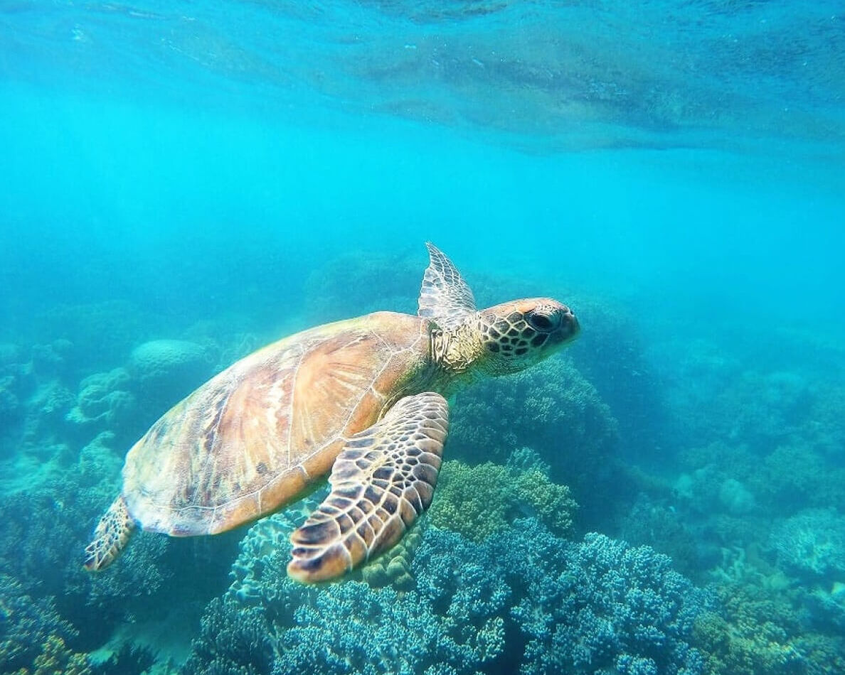 ダイビングでサンゴの調査、海洋保護