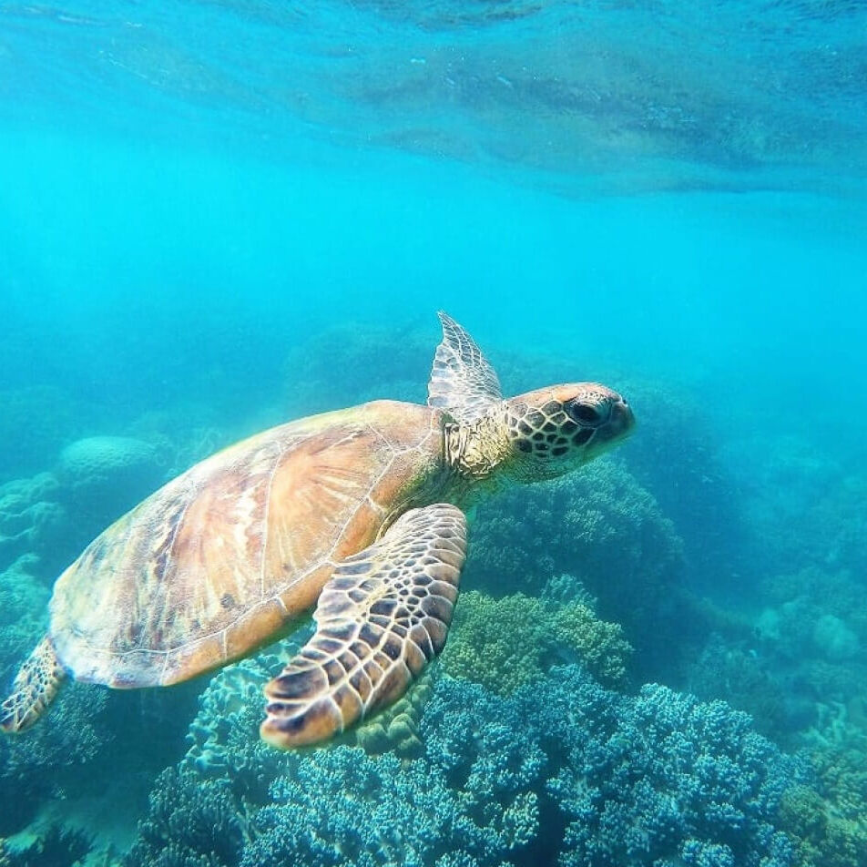 ダイビングでサンゴの調査、海洋保護