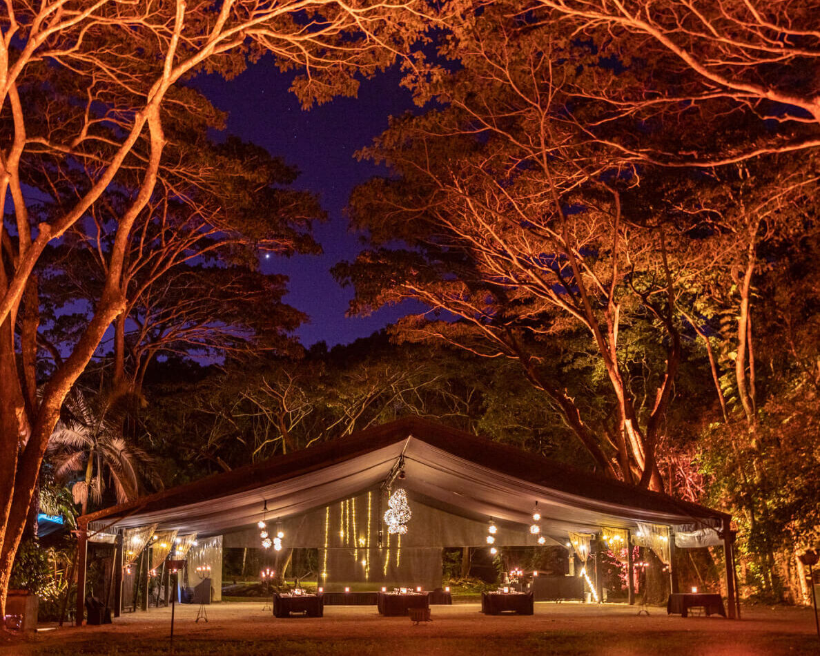 Flames of the Forest