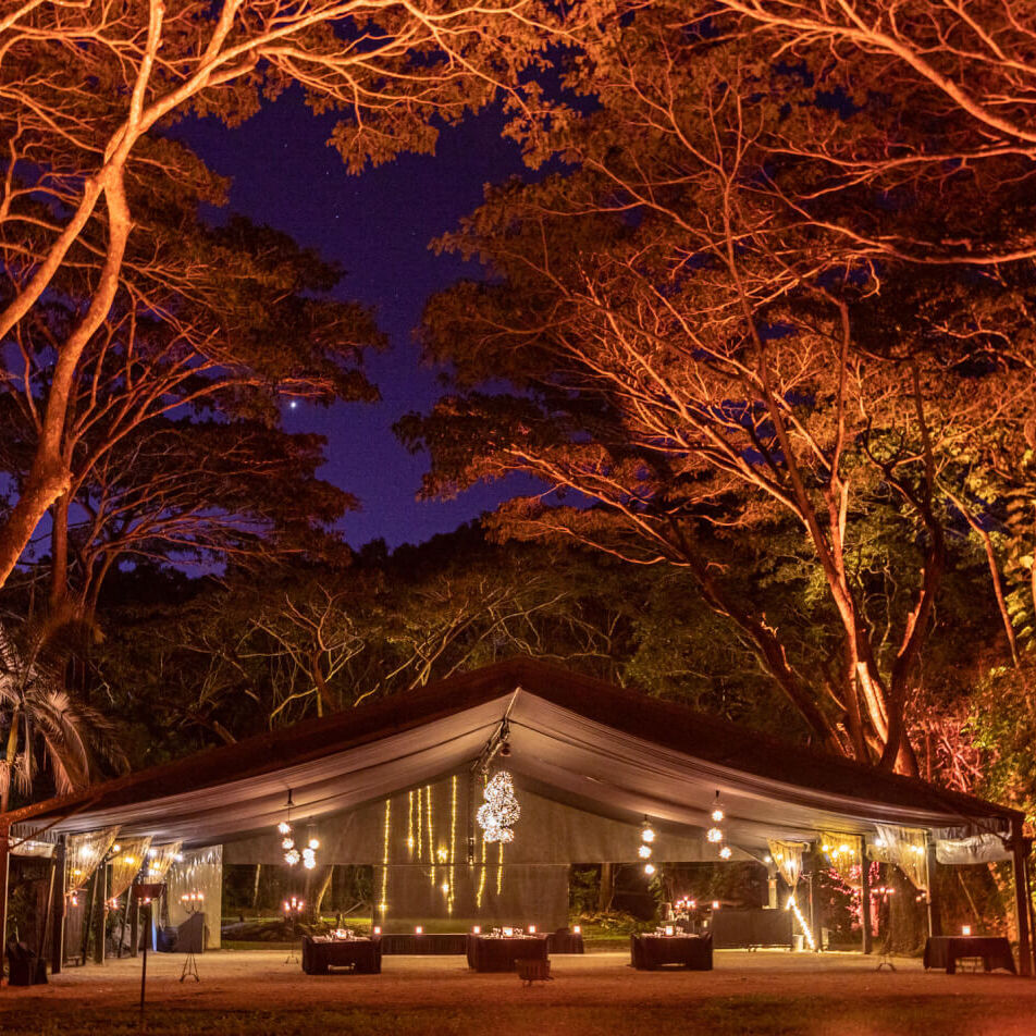 Flames of the Forest