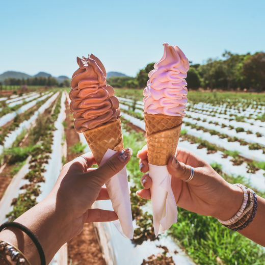 Shaylee Strawberry Farm