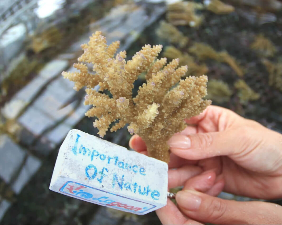 沖縄ダイビングサービスLagoon