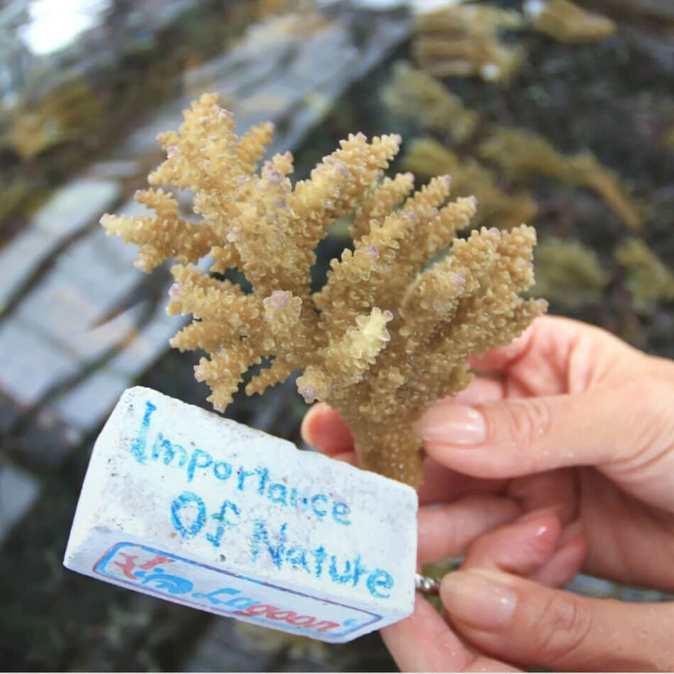 沖縄ダイビングサービスLagoon