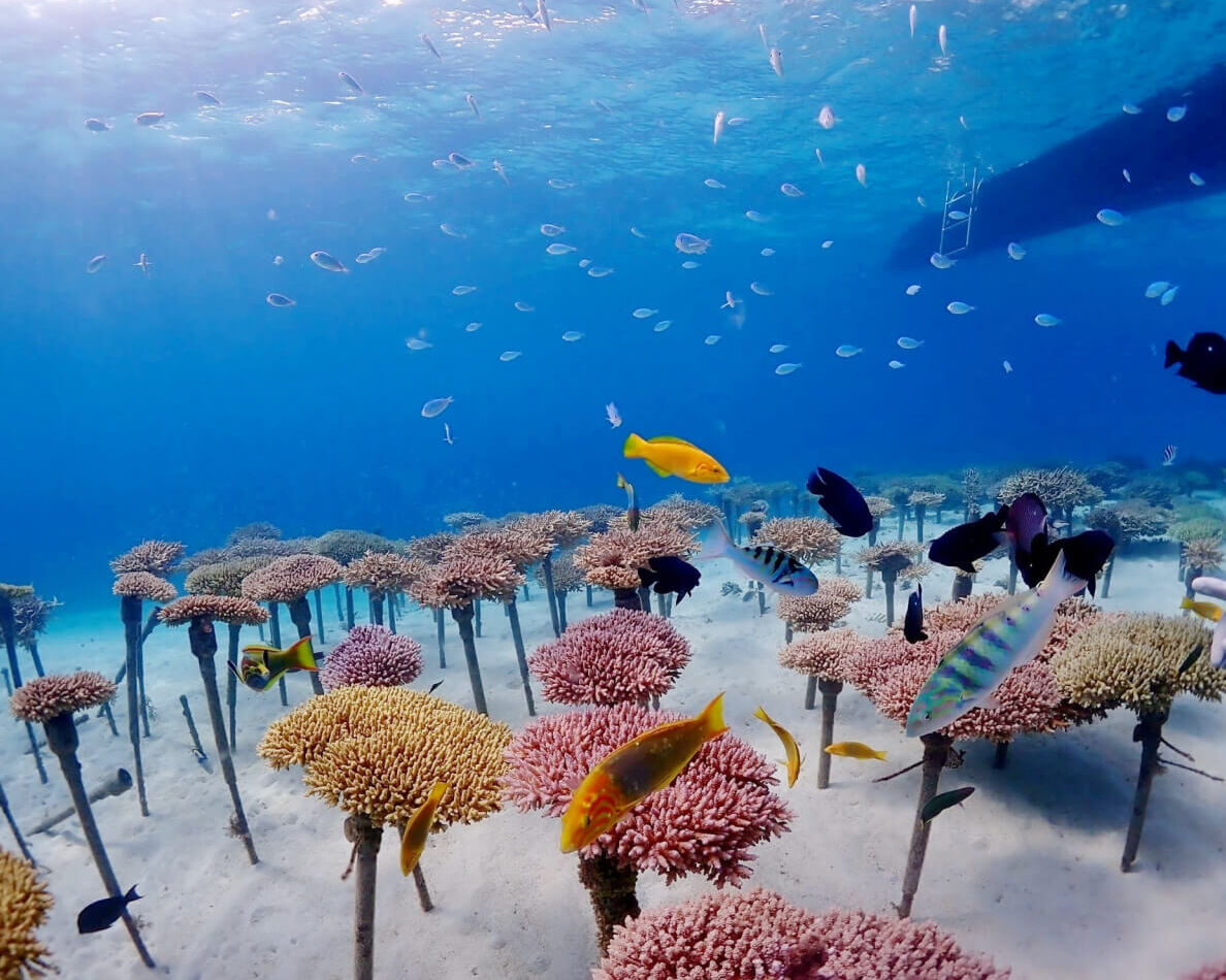 沖縄ダイビングサービスLagoon