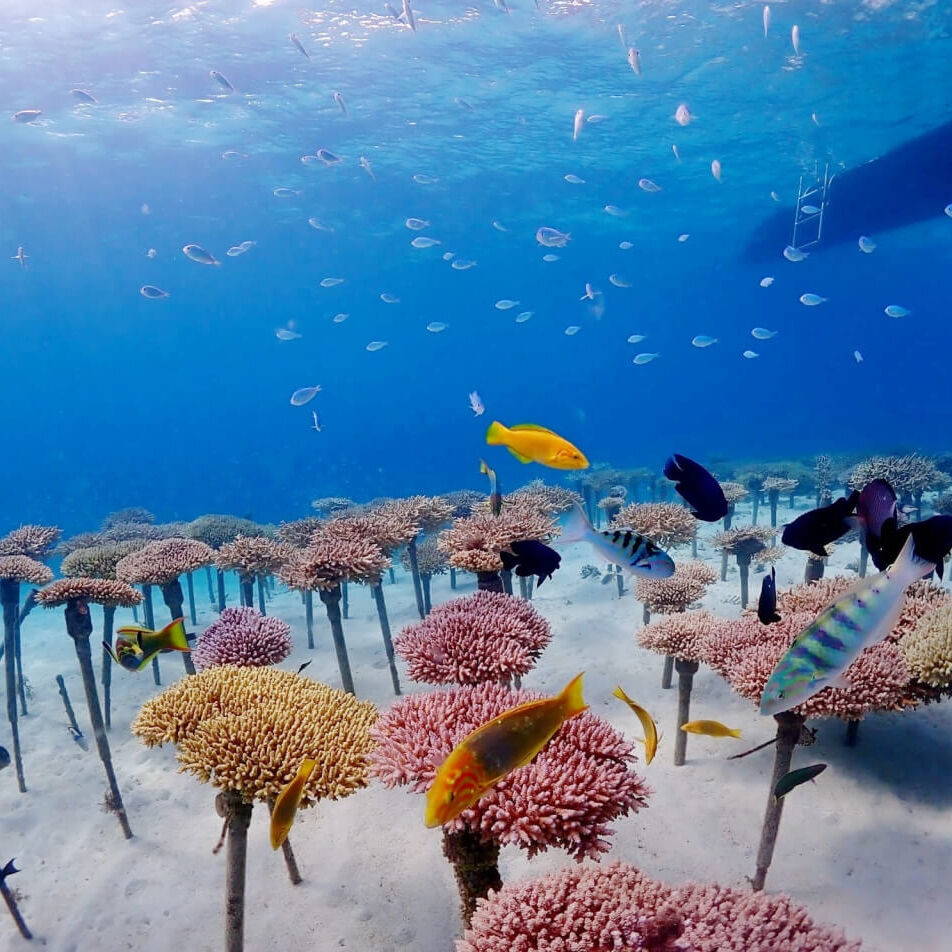 沖縄ダイビングサービスLagoon