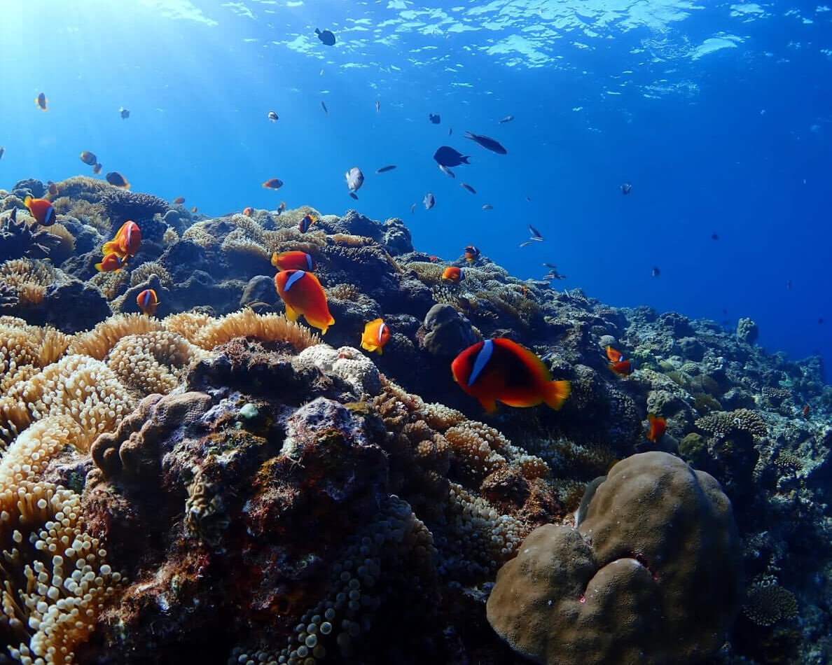 ピンクマーリンクラブ