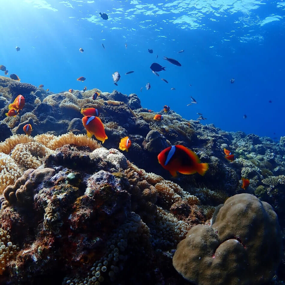 ピンクマーリンクラブ