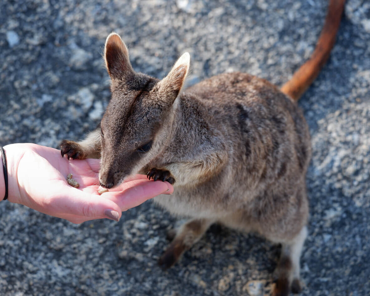 熱帯雨林探検ツアー