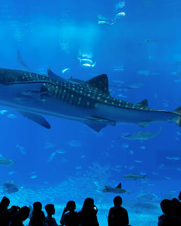 美ら海水族館