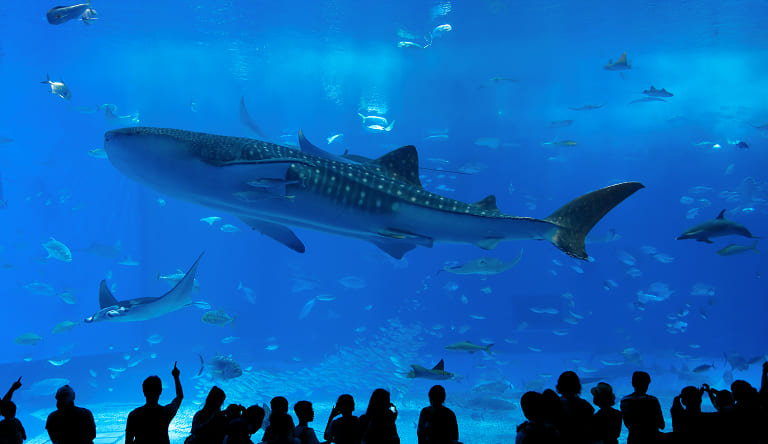 美ら海水族館