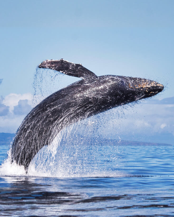 ホエールウォッチング