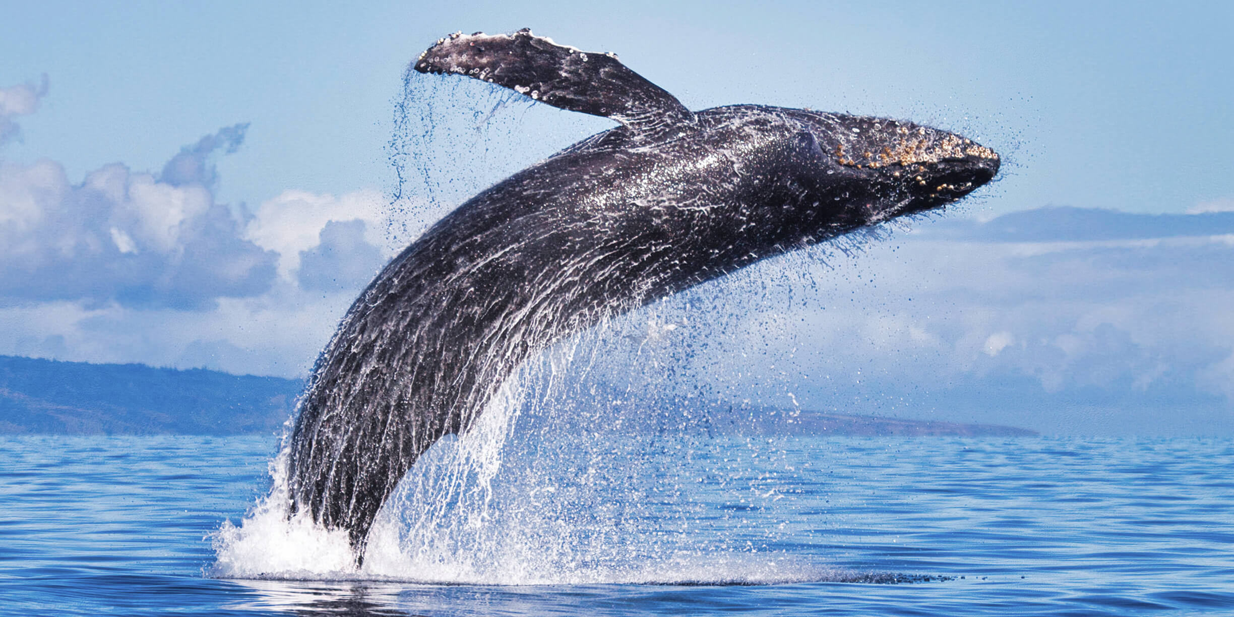 ホエールウォッチング