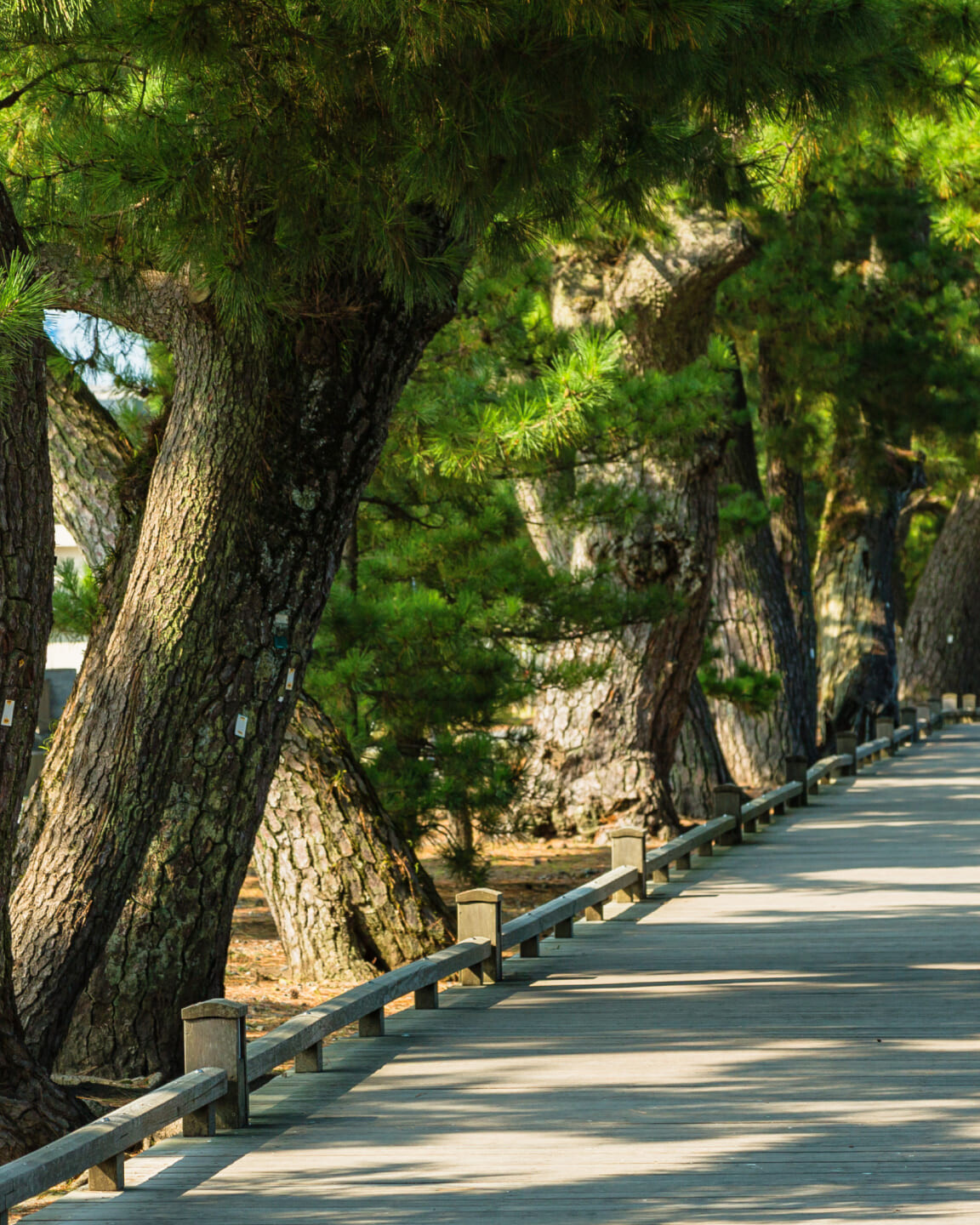 富士の絶景を未来へ繋ぐ