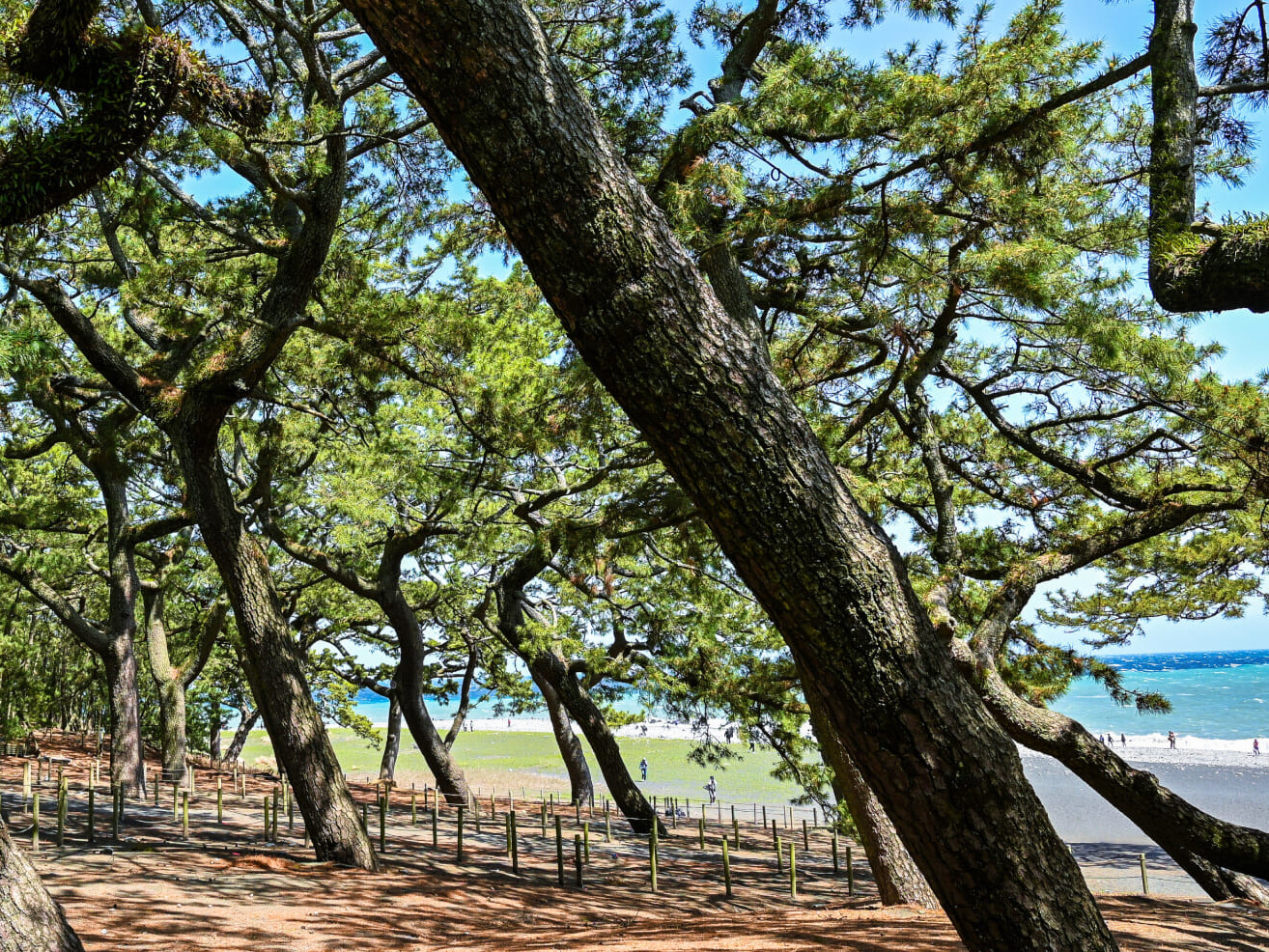 富士の絶景を未来へ繋ぐ