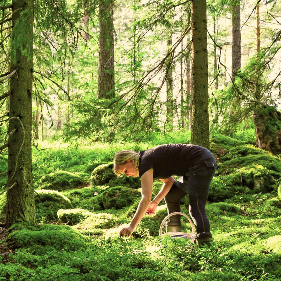  深緑の爽やかな森へ！フィンランドの森散策ツアー