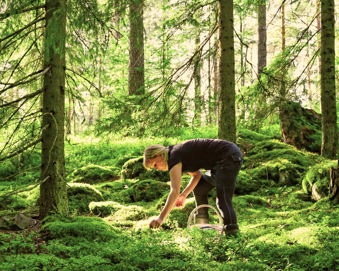  深緑の爽やかな森へ！フィンランドの森散策ツアー